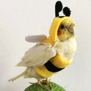 Cute Bee Costume for Pet Birds | Funny 'Bumblebee' Outfit