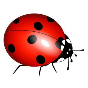 Cute Realistic Ladybug Sticker | Unique Vinyl Decal Gift