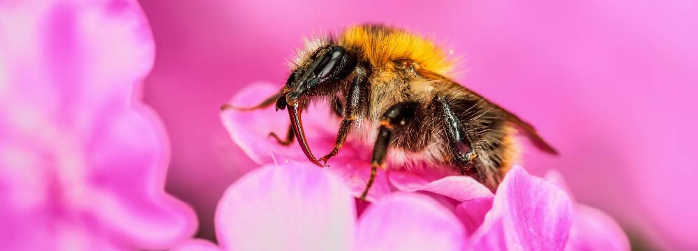 Bee costume, mascots, kids and adult outfits