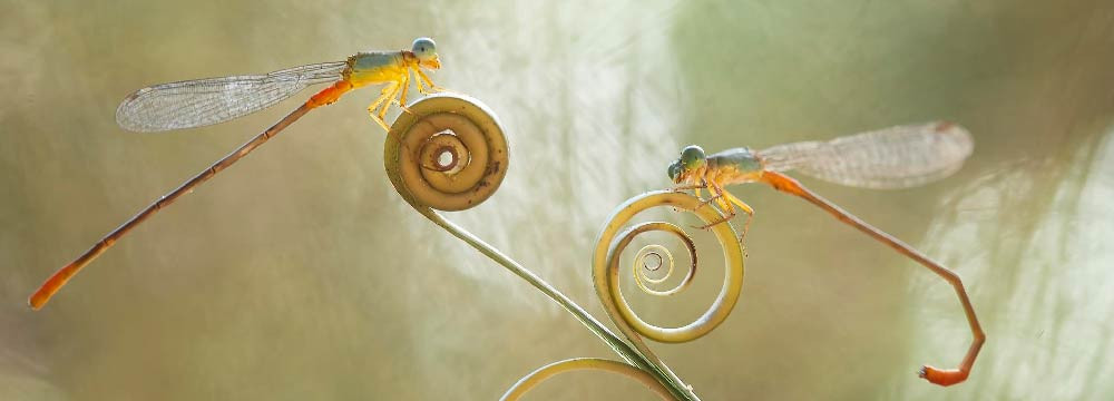 Dragonfly earrings, nature jewellery and gift idea