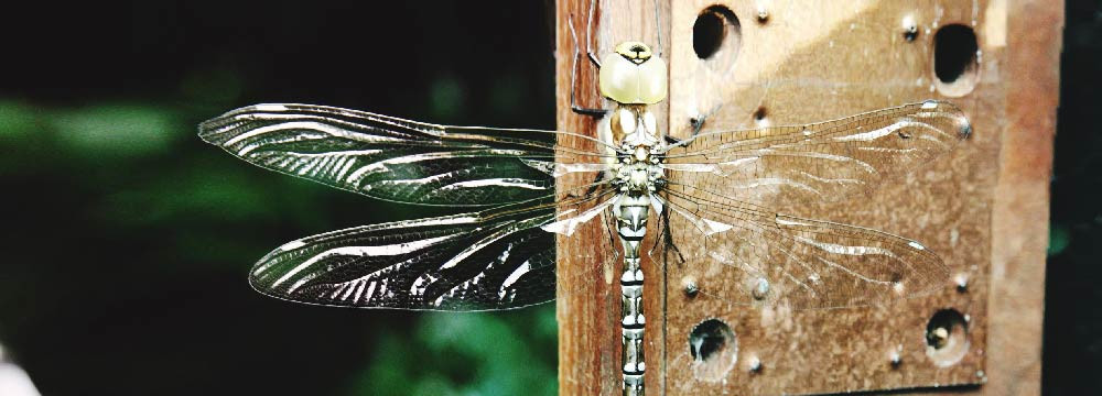 Dragonfly keychain, nature accessory and little gift