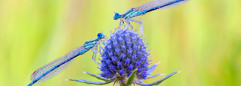 Pollinator friends of bees, butterflies, dragonflies, decor