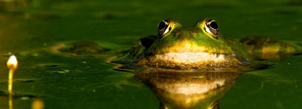Frog jewellery, necklaces, earrings, decor and nature gifts