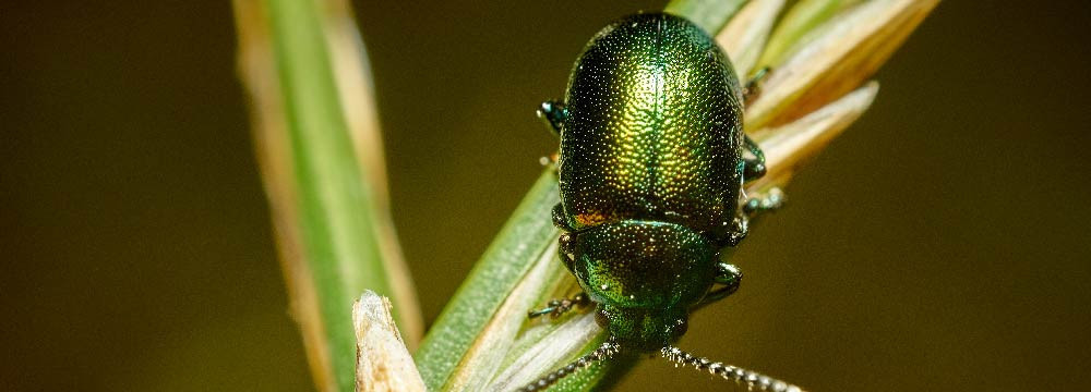Scarab jewellery, necklaces, earrings, decor and nature gifts