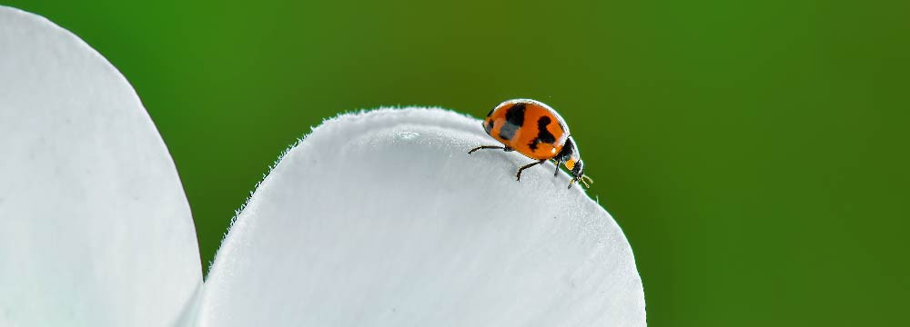 Ladybug earrings, lucky-charm jewellery and gift