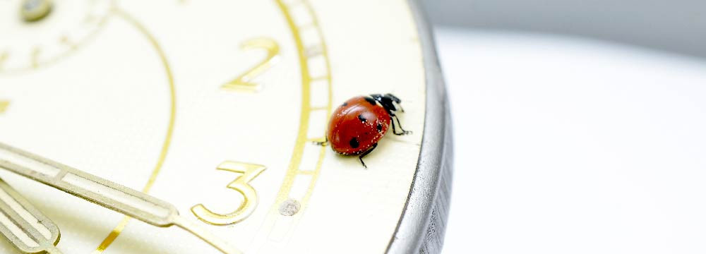 Ladybug watch, lucky accessory for the wrist and gift idea