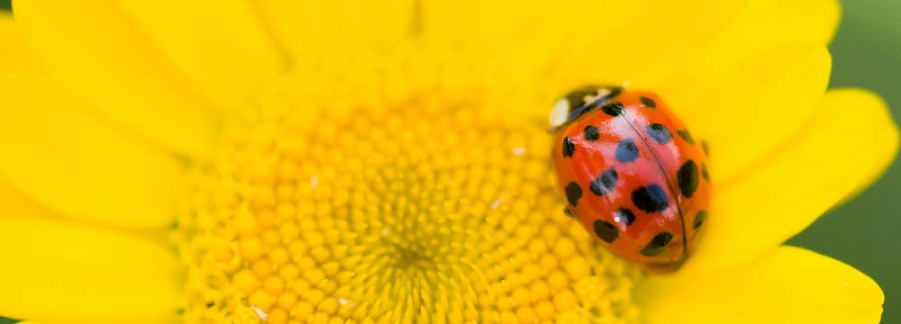 Ladybug sticker, lucky stickers and decor to personalise