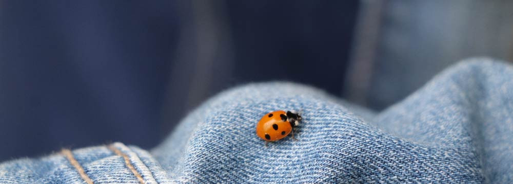Ladybug patch, lucky sew-on emblem and personalisation