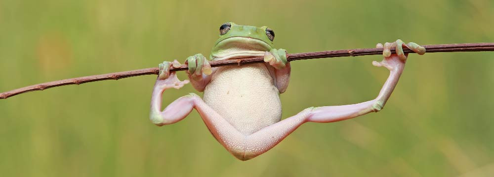 Frog necklace, nature pendants and lucky-charm jewellery
