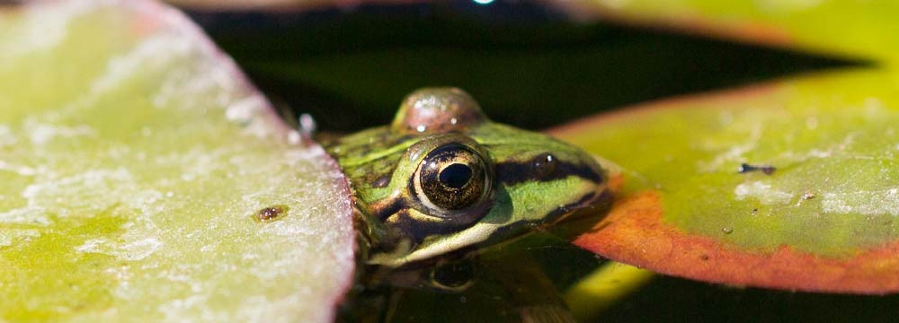Frog earrings, nature jewellery and gift idea