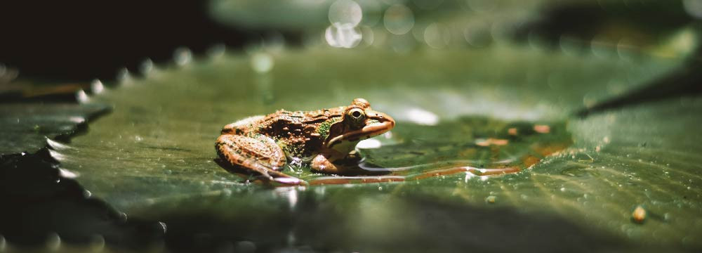 Frog brooch, nature pin to wear and original gift