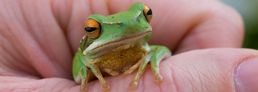 Frog ring, nature band and lucky-charm jewellery