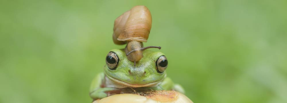 Frog cap, nature accessory and original gift