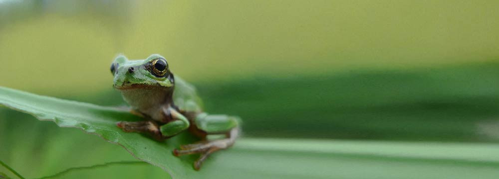 Frog patch, nature sew-on emblem and personalisation
