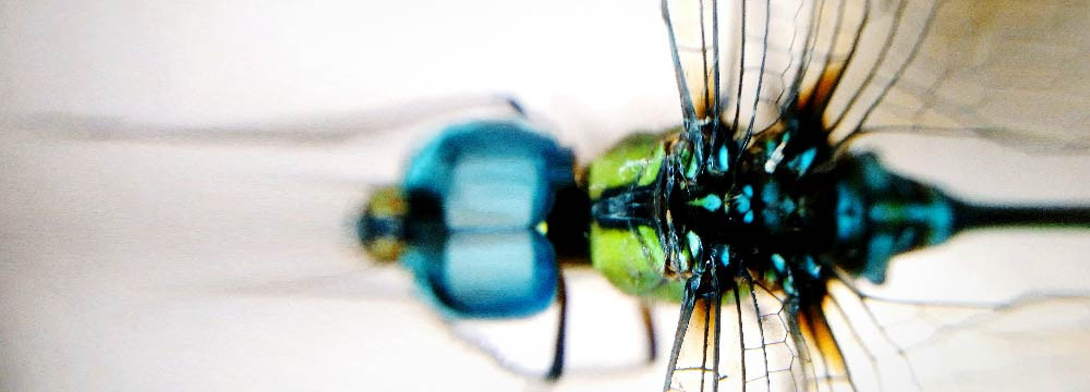 Dragonfly t-shirt, nature clothing and original gift