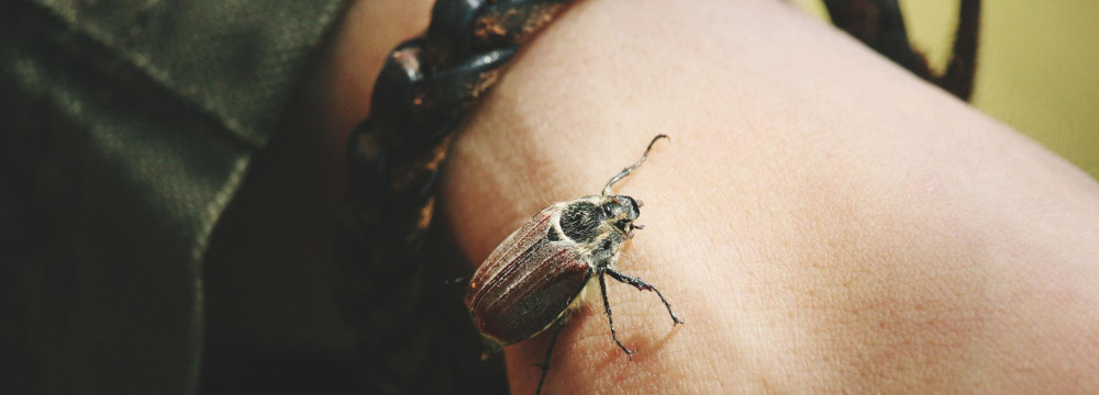 Scarab bracelet, Egyptian jewellery for the wrist and gift