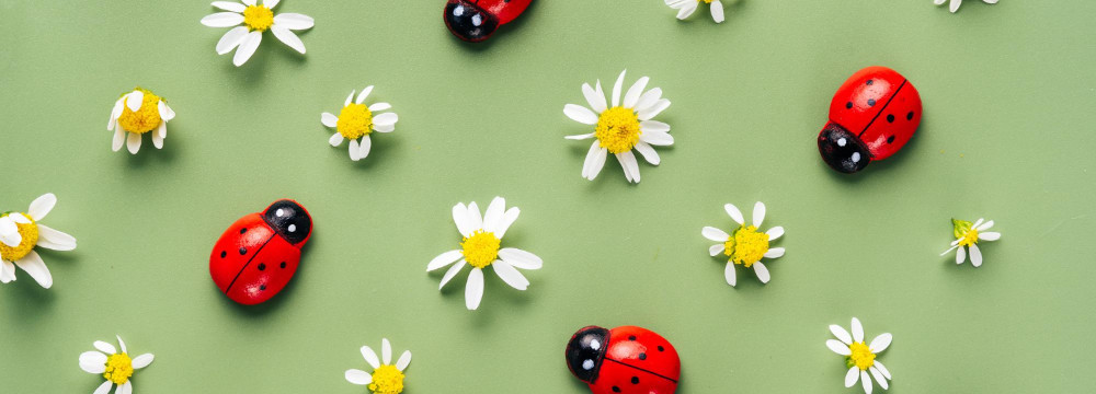 Ladybug scrapbooking, craft decor and nature album supplies