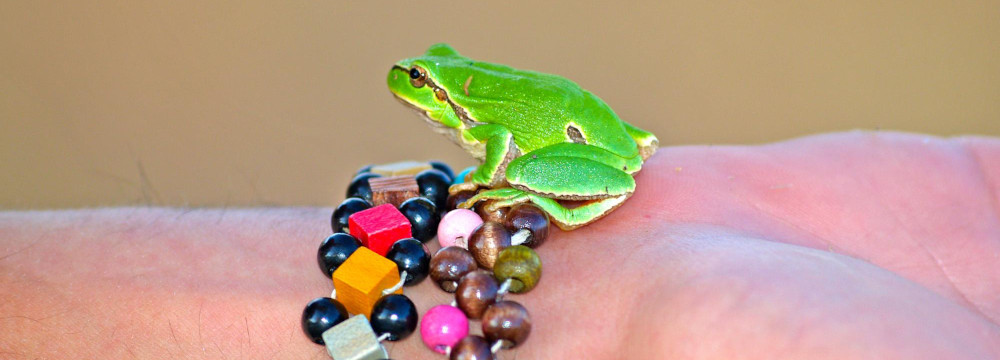Frog bracelet, nature jewellery for the wrist and gift