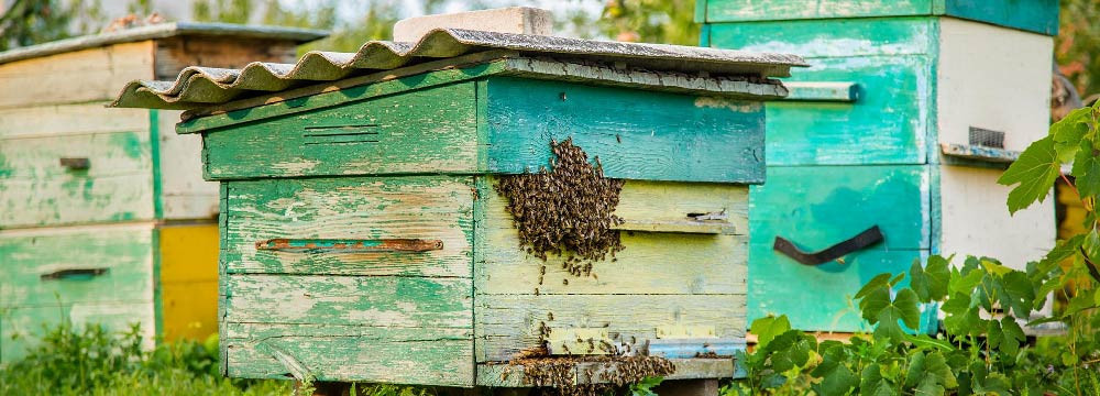 Bee home decoration, decor, bedding and DIY