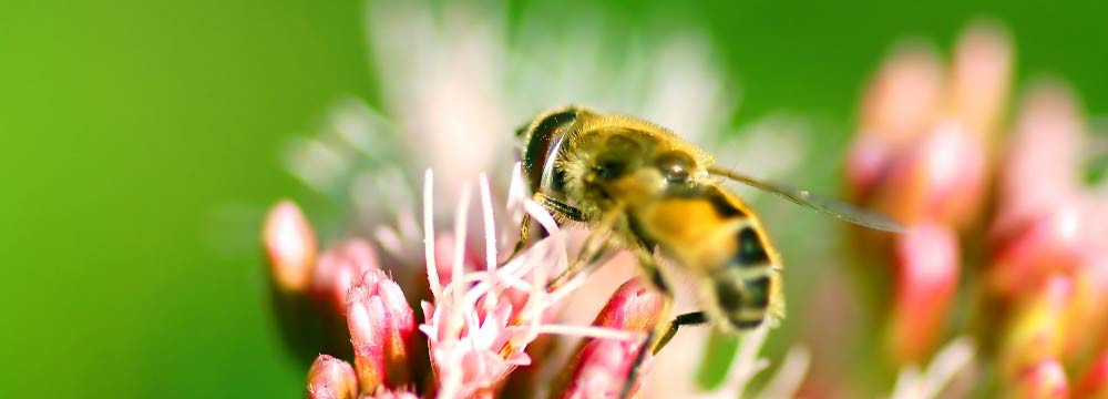 Bee Jewelry: Rings, Necklaces, Bracelets & Gift Ideas