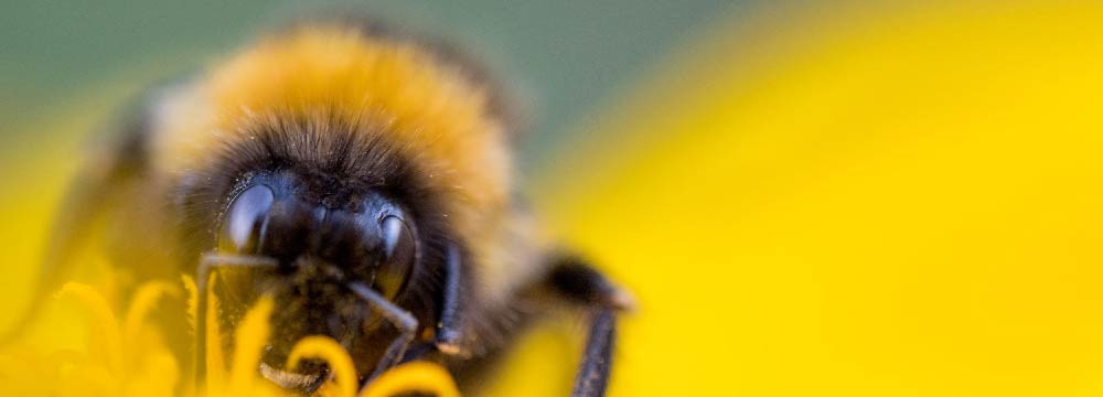 Adult bee costume, fancy dress for men and women