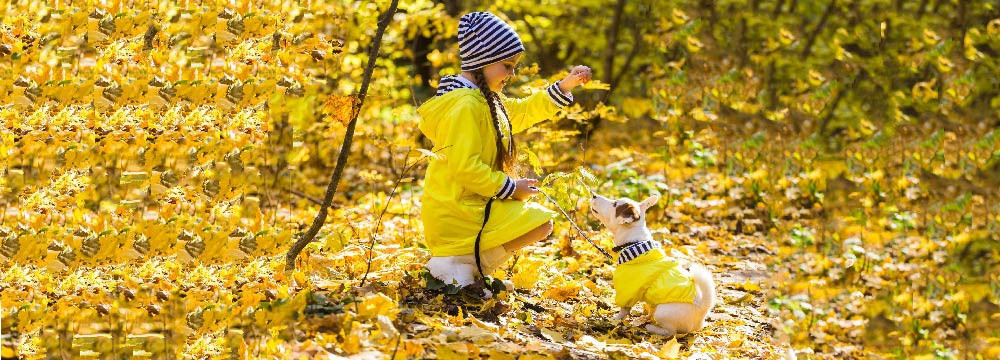Bee clothing for pets, dog and cat costume