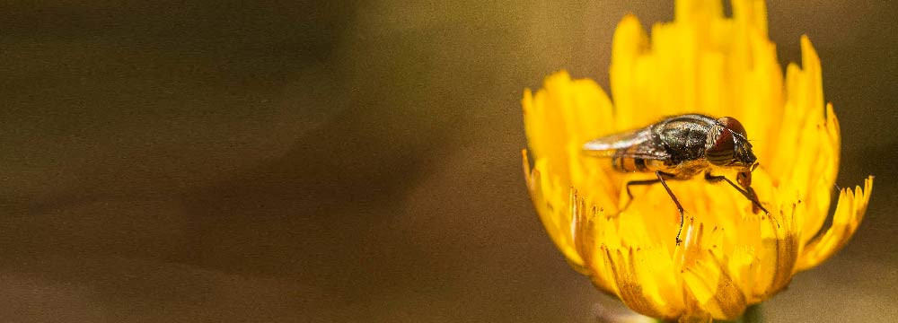 Bee watch: women's, delicate motif, nature gift idea