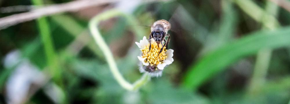 Bee cufflinks: refined nature-inspired men's style