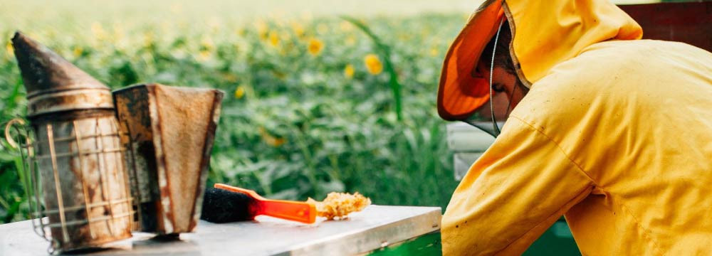 Bee cap, sun protection and urban style