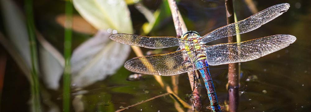 Dragonfly jewellery, necklaces, earrings, brooches and gifts