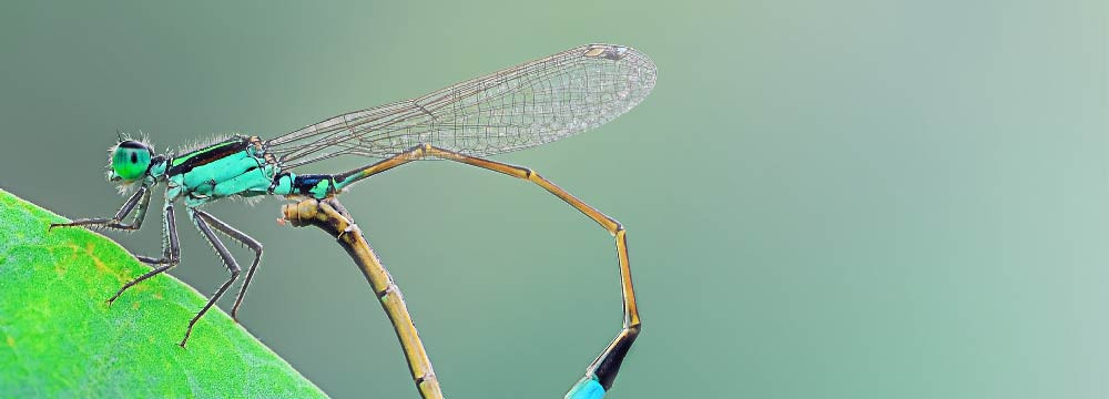 Dragonfly necklace, nature pendants and jewellery to offer