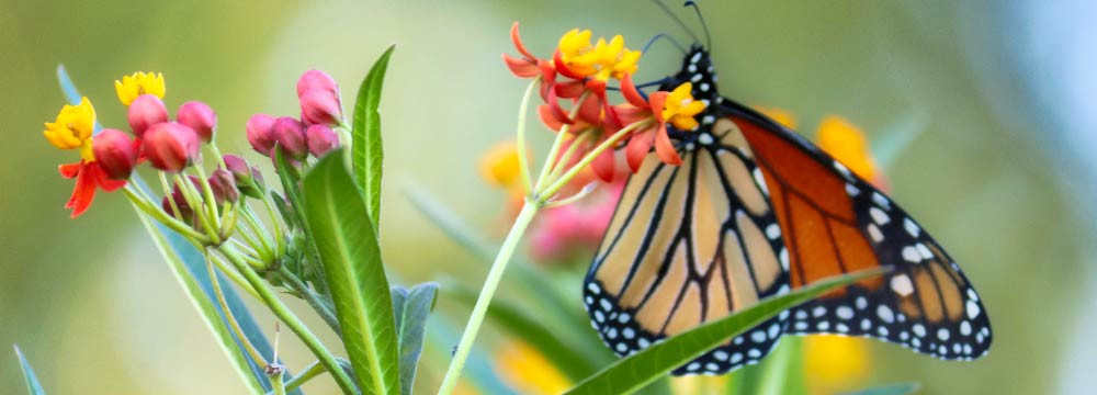 Butterfly jewellery, necklaces, earrings, decor, nature gifts