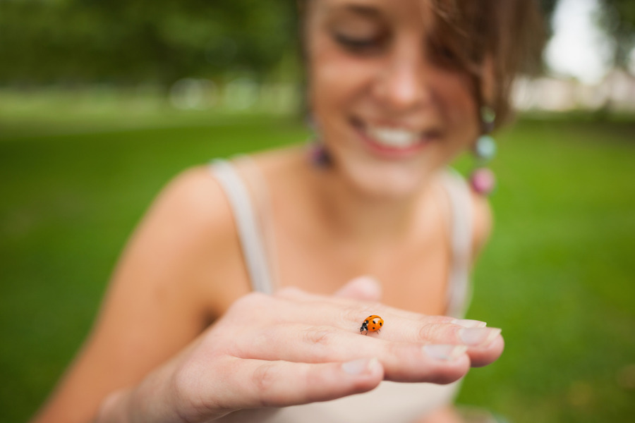 The ladybug ally of the garden and biodiversity