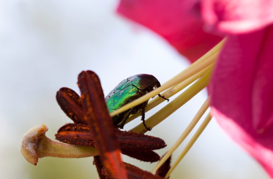 The scarab ally of the garden and biodiversity