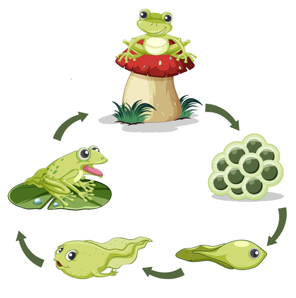 The frog ally of the garden and biodiversity