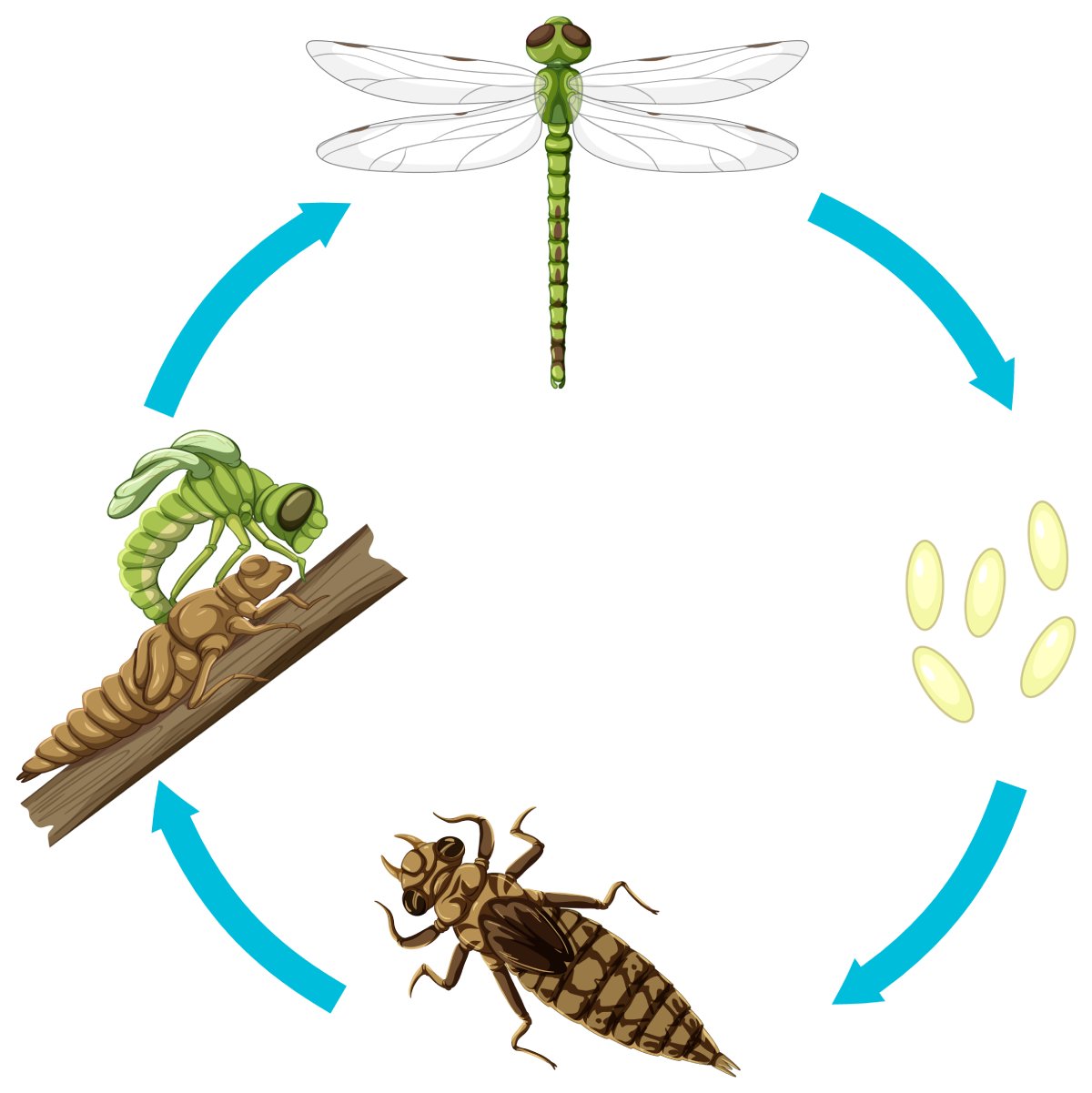 Jewellery and accessories inspired by the iridescent-winged dragonfly