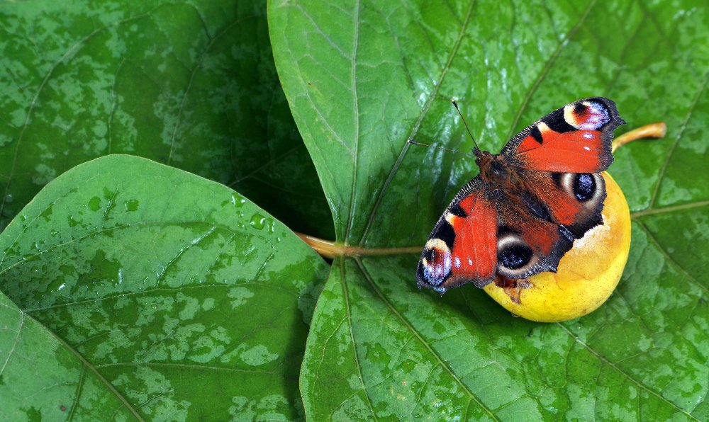 Pollinator friends of bees and the preservation of biodiversity