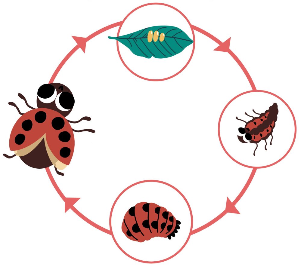 Jewellery and accessories inspired by the lucky ladybug
