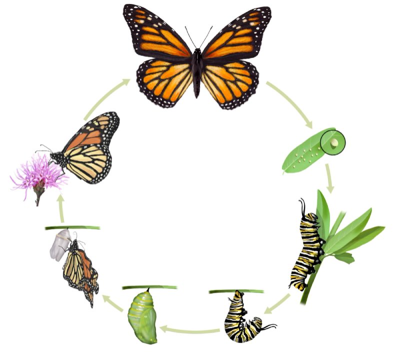 Jewellery and accessories inspired by the butterfly and its colours