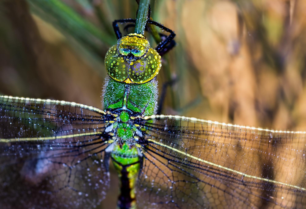 The dragonfly ally of the garden and biodiversity