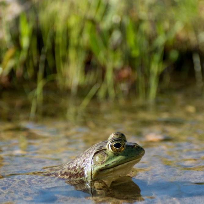 Jewellery and accessories inspired by the frog and nature