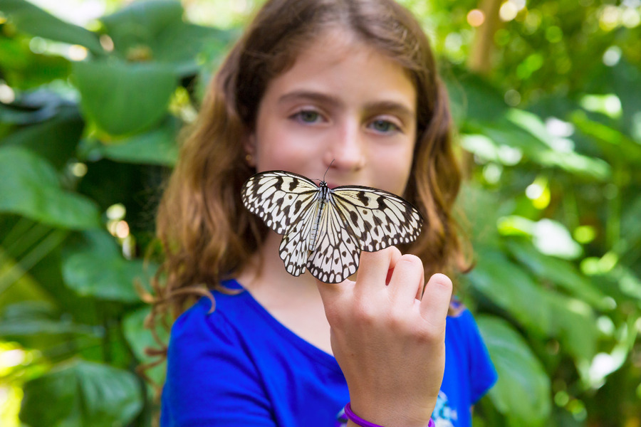 The butterfly pollinator ally of the garden and biodiversity