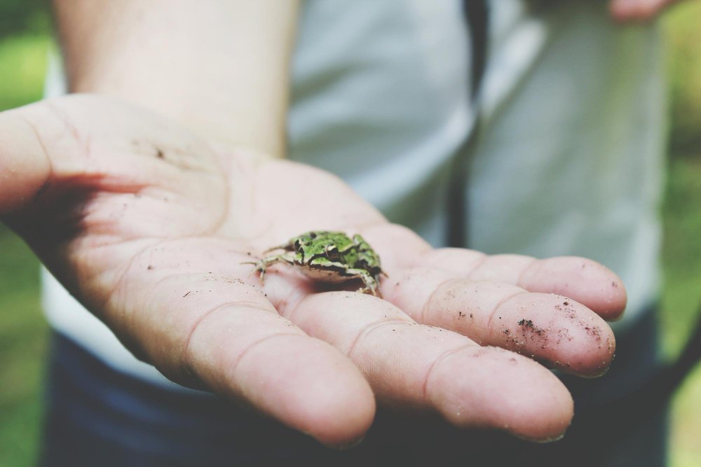 Ideas to protect and celebrate pollinators in the garden and the city