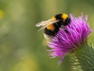 Bees and Butterflies: 4 Practical Ways to Save Them From Your Own Garden