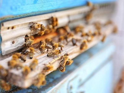 Bee or Wasp: How to Tell the Difference?