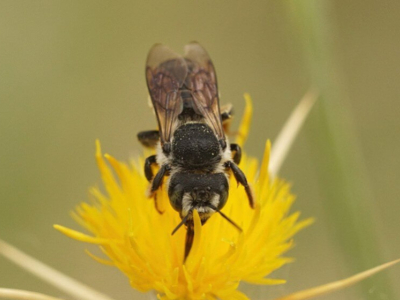 What is a Solitary Bee?