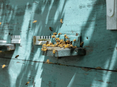 Wasp Nest or Bee Swarm? How to React & Deal with It