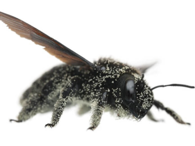 What is a Carpenter Bee?