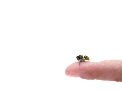 Do Bees Die After Stinging? Unveiling the Truth