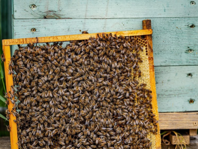 The Ultimate Guide to Beeswax: Uses, Benefits & Extraction